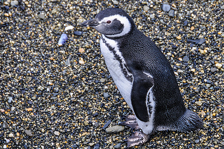 Beagle频道 阿根廷乌斯怀亚国家天空野生动物旅游假期孤独海岸旅行渠道企鹅图片