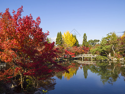日本秋天的日本花园花园树叶光洋寺庙风景叶子地标神社北条季节图片