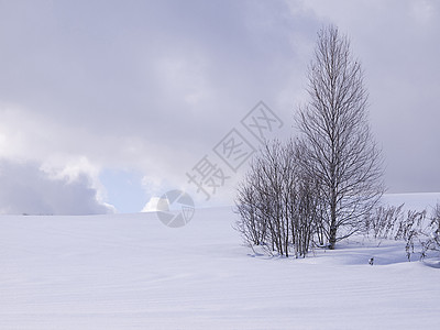 无叶树在冬天季节天气粉末寒冷场景雪堆森林雾凇木头植物图片