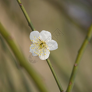 白桃花在树枝上图片