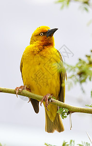 韦弗伯角胸部荆棘绿色鸟类羽毛黑色动物树叶黄色男性图片