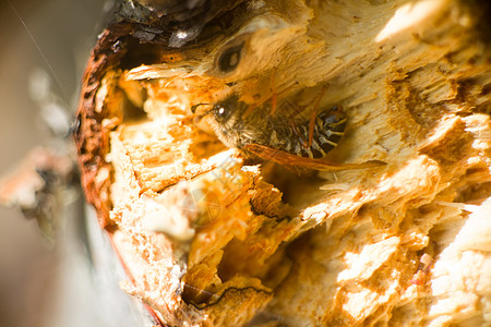树桩弹簧内部的蜜蜂图片