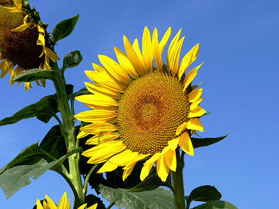 向日向栽培经济黄色蓝色场地绿色农工花瓣农民天空图片