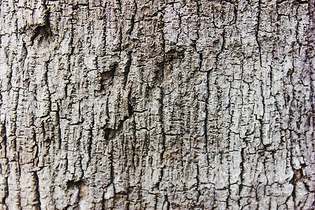 旧树木条纹理植物林地材料纹理水平材质棕色条纹宏观剥离图片