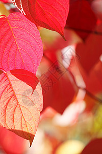 有秋叶树枝的树枝阳光红色叶子背景图片