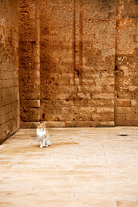 在非洲摩洛哥独一只猫图片