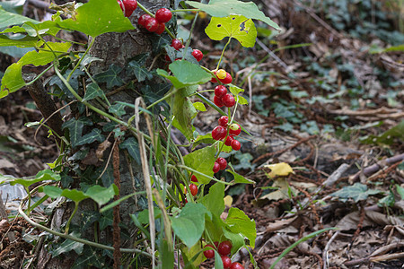 Cranberry 水果图片