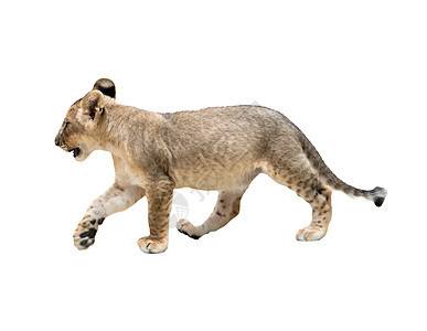 被孤立的狮子婴儿荒野手表豹属野生动物捕食者动物食肉哺乳动物幼兽白色图片