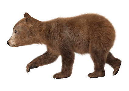 棕熊幼崽荒野棕色白色哺乳动物幼兽小熊动物图片