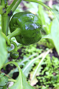 绿甜辣椒在床上生长农场绿色叶子食物农业红色植物树叶蔬菜胡椒图片