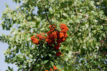 火索皮拉坎塔coccinea植物球菌装饰灌木衬套风格绿色叶子花园红色图片