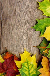 秋叶框架自然纹图案枫叶沙色宝石色枫树纹理边界静物紫色图片