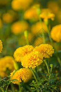 黄花植物群花园植物绿色植物学季节场地黄色图片