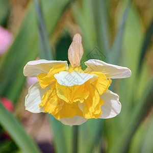 A 自 自闭症植物群生态水仙花头植物水仙花花序环境植被花瓣背景图片