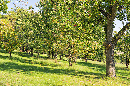 苹果树生长树木农场园艺食物水果果园叶子茶点花园图片