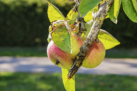 苹果树农场园艺生长收成叶子植物水果果园季节花园图片