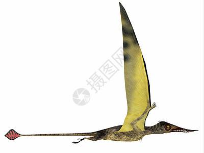 飞行中的食肉蜥蜴翼龙插图航班牙齿脊椎动物爪子爬虫生物图片