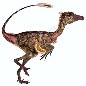 Troodon 恐龙简介图片