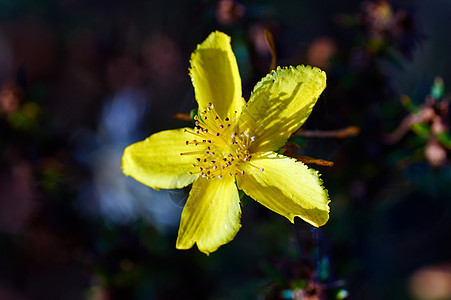 一朵黄花在草原上花瓣草地草本植物植物群黄色花园植物图片