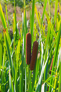 台式植物群种子绿色植物香蒲圆柱香肠栖息地棕色芦苇背景图片