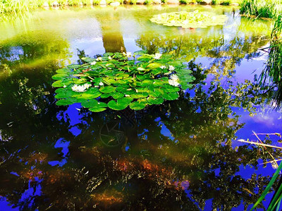 池塘植物园花园背景图片