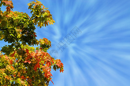 秋树季节性森林叶子红色绿色特效背景图片