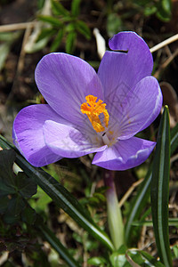 滚动曲目春花植物紫色园艺绿色黄色花园图片