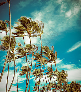 风中回溯棕榈树图片
