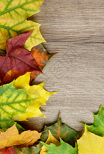 秋叶框架角落枫树季节叶子花卉枫叶边界感恩木头纹理图片