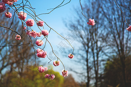 在隆登公园 粉红花花摄影美丽植物群园艺植物花园水果季节叶子池塘图片