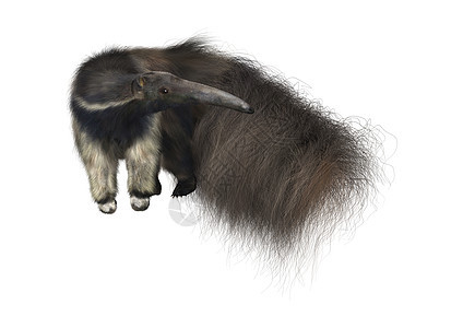 巨型Anteater毛皮灰色野生动物食蚁兽哺乳动物白色荒野动物图片