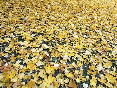 落叶叶子季节颜色枫叶树叶植物图片