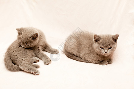 灰猫粉色灰色小猫宠物毛皮水平动物白色姿势说谎图片