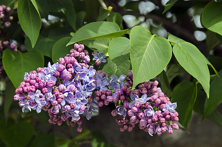 一束美丽的淡紫色花粉色季节绿色枝条叶子紫色图片