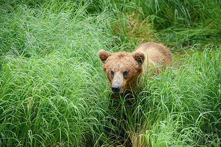 幼熊在卡塔迈野生动物哺乳动物棕色食肉婴儿动物幼兽荒野母亲生活图片