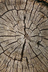树背对齐历史棕色树木木头戒指材料圆圈年度木材树干图片