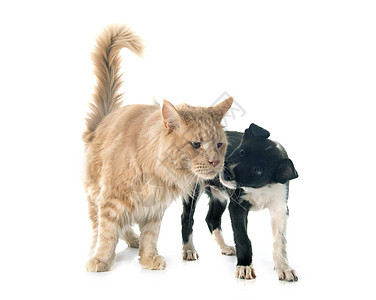 小小狗边境的椰子和主要钴男性宠物工作室成人朋友们黑色白色牧羊犬动物背景图片
