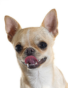 小狗吉娃娃工作室动物棕色舌头宠物白色图片