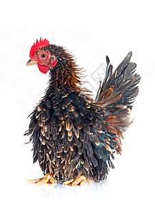 色拉玛鸡工作室宠物公鸡家禽母鸡动物农场小鸡图片