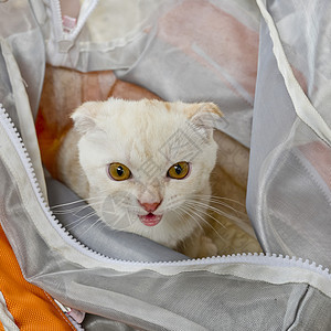 装在塑料袋中的婴儿白猫图片