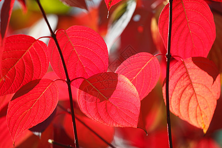 有秋叶树枝的树枝叶子红色阳光背景图片