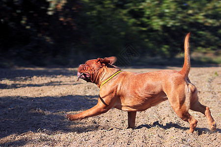 正在运行的波尔多杜格哺乳动物动物宠物犬类晴天季节棕色跳跃跑步红色图片