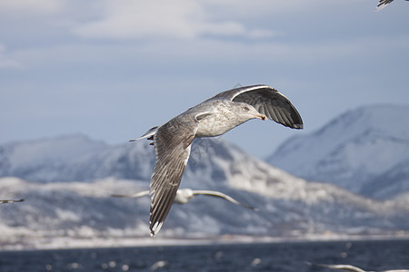 Skreifiske 重组海鸥食物马瑟鳕鱼赋格钓鱼鱼叉图片