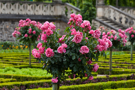玫瑰馒头法国卢瓦尔河谷的厨房花园地标沙拉城堡后院白菜头公园玫瑰蔬菜建筑学场景背景