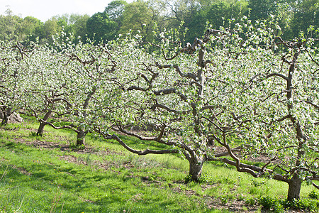 春苹果园图片