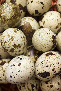 Quail蛋是有机的热量烹饪饮食食品家禽脆弱性鹌鹑团体美食食物图片