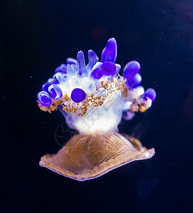 水母鱼水族馆情调生物蓝色水母危险异国海蜇海洋热带图片