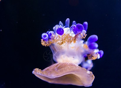 水母鱼生物水族馆荒野异国危险蓝色海洋生活野生动物情调图片