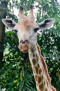 吉拉菲动物园野生动物脖子动物大草原哺乳动物食草荒野图片