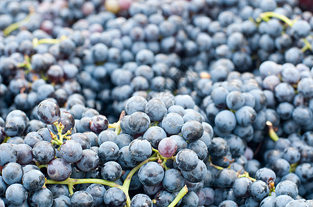 一群葡萄兰布鲁斯科Lambrusco收获季节速度泡酒农民侍酒师旋转新闻排水机器图片